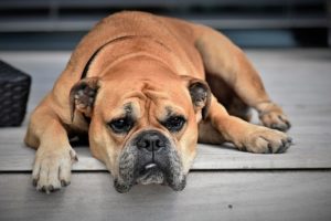 a dog laying tiredly on the floor